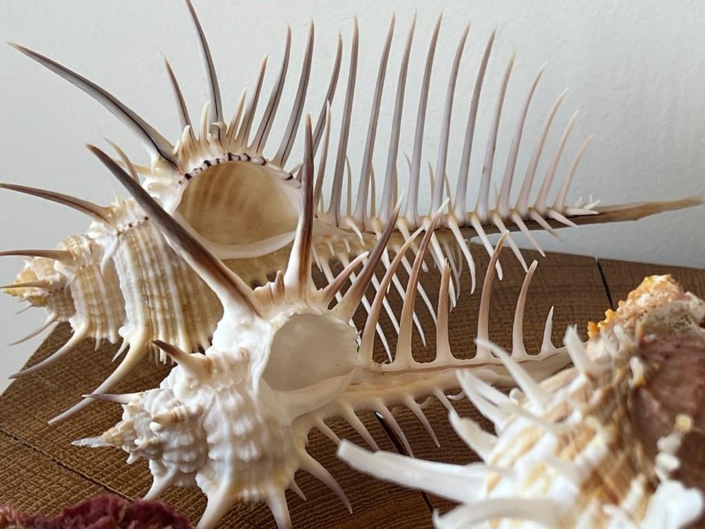 Spondylus / Murex schelpen, Verzamelen, Dierenverzamelingen, Ophalen