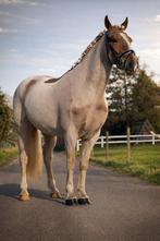 Einde maat D pony merrie, Dieren en Toebehoren, Pony's, Merrie, Met stamboom, M, 3 tot 6 jaar