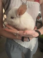 2 mooie chinchilla mannen bokjes of ruilen vrouwe chinchilla, Dieren en Toebehoren, Chinchilla, Mannelijk, Tam, September
