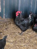 Poulet/coq géant de Jersey, Plusieurs animaux, Poule ou poulet