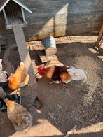 Gratis haan (ophalen Riemst ), Dieren en Toebehoren