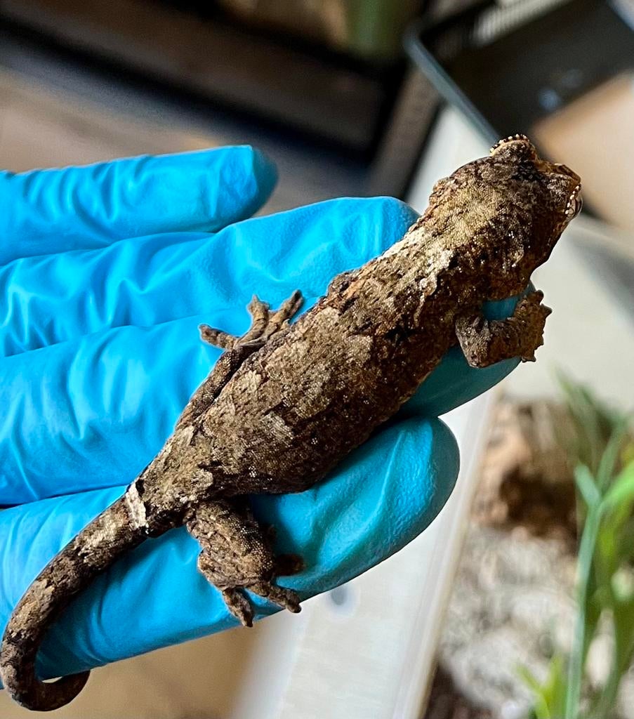 Chahoua pi White collar, Lézard, Domestique, 0 à 2 ans