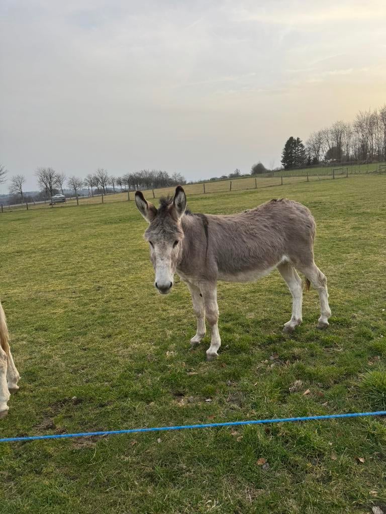 Ane male, Enlèvement ou Envoi