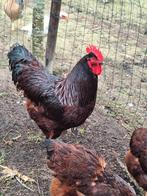 Red island broedeieren, Dieren en Toebehoren, Pluimvee