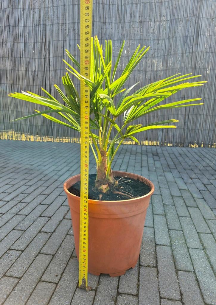 Palmiers rustiques, Jardin & Terrasse, Plantes | Jardin, Plein soleil, Enlèvement