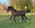 2 ans. Jument de dressage chic, Cheval de dressage, 160 à 165 cm, 0 à 2 ans, Non dressé