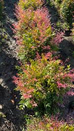 Nandina obsessed , gulf stream hemelse bamboe, Tuin en Terras, Ophalen of Verzenden, Bamboe, Struik