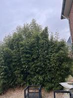 Bamboe gratis, Tuin en Terras, Planten | Bomen, Ophalen