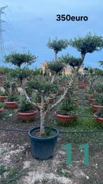 ‼️olijfbomen olea europaea plato aan stuntprijzen ‼️, Ophalen