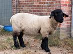 Suffolk ooilam, Vrouwelijk, Schaap, 0 tot 2 jaar
