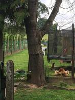 Kerselaar om te leggen voor brandhout, Tuin en Terras, Brandhout, Ophalen of Verzenden