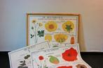 Schoolkaart, Antiek en Kunst, Antiek | Schoolplaten, Ophalen, Huis en Tuin
