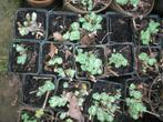 Sedum planten in kleine en grote potmaat, Tuin en Terras, Planten | Tuinplanten, Ophalen, Bodembedekkers, Volle zon, Vaste plant