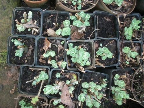 Sedum of hemelsleutel planten in kleine en grotere potmaat, Tuin en Terras, Planten | Tuinplanten, Vaste plant, Bodembedekkers