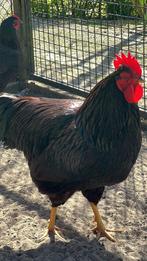 Rhode island red, Dieren en Toebehoren