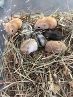 Nestje Russische dwerghamsters geboren 6/6, Dieren en Toebehoren, Knaagdieren, Meerdere dieren, Hamster, Tam