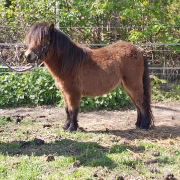 Prachtig Shetlander mini-hengstje, Dieren en Toebehoren, Pony's, Hengst, Niet van toepassing, Gechipt