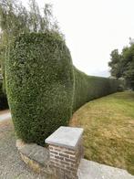 Hovenier/Tuinman, Tuin en Terras, Ophalen