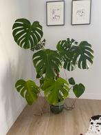 Monstera groot, Autres espèces, En pot, Enlèvement, 100 à 150 cm