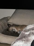 Gezocht: Regio dendermonde., Immo