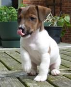CHIOT JACK RUSSELL, Animaux & Accessoires, Chiens | Jack Russell & Terriers, Parvovirose, Jack Russel Terrier, Particulier, Plusieurs