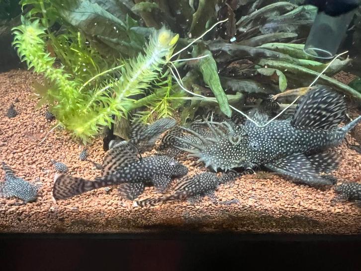 Borstelneuzen - ancystrus- ruitenkuisers, Animaux & Accessoires, Poissons | Poissons d'aquarium, Poisson d'eau douce, Poisson