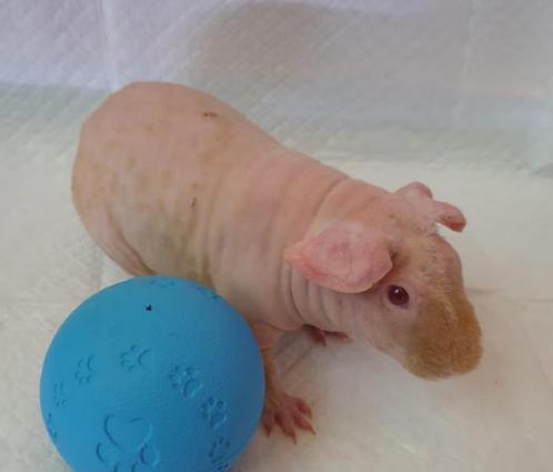 Naaktcavia beschikbaar – unieke en zorgzame huisgenoot, Dieren en Toebehoren, Knaagdieren, Meerdere dieren, Cavia