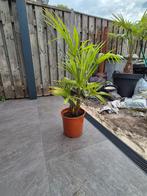 palmboom winterhard (-18) trachycarpus fortunei, Volle zon, Vaste plant, Zomer, Ophalen