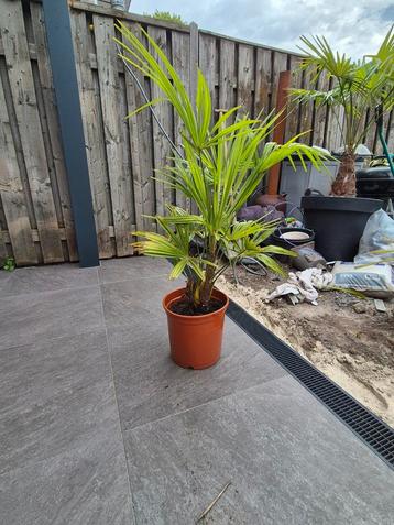 palmboom winterhard (-18) trachycarpus fortunei  beschikbaar voor biedingen