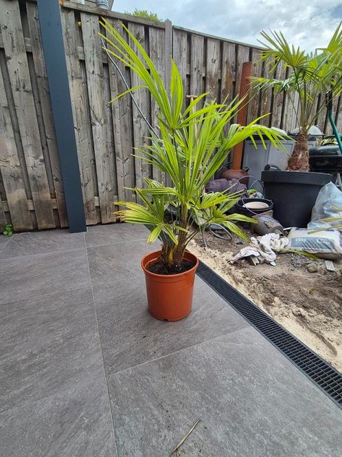 palmboom winterhard (-18) trachycarpus fortunei, Tuin en Terras, Planten | Tuinplanten, Vaste plant, Overige soorten, Volle zon