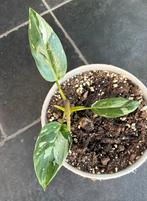 Philodendron White Princess, Huis en Inrichting, Kamerplanten, Ophalen of Verzenden