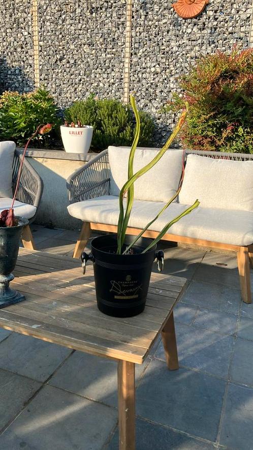 Sarracenia trompetbekerplant., Tuin en Terras, Planten | Tuinplanten, Vaste plant, Vijverplanten, Volle zon, Zomer, Ophalen