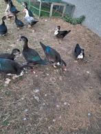 Jonge barberies, Dieren en Toebehoren, Pluimvee, Meerdere dieren, Eend