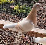 Koppel Sions, Dieren en Toebehoren, Vogels | Duiven, Meerdere dieren, Postduif