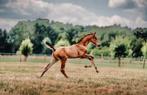 Dieu Merci van T&L veulen, Springpaard, Gechipt, 0 tot 2 jaar, Hengst