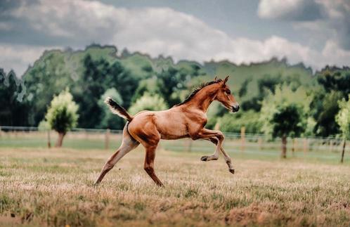 Dieu Merci van T&L veulen, Dieren en Toebehoren, Paarden, Hengst, Onbeleerd, 0 tot 2 jaar, Springpaard, Met stamboom, Gechipt