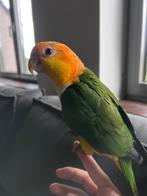 Witbuik caique 10maanden, Dieren en Toebehoren, Vogels | Parkieten en Papegaaien, Tam
