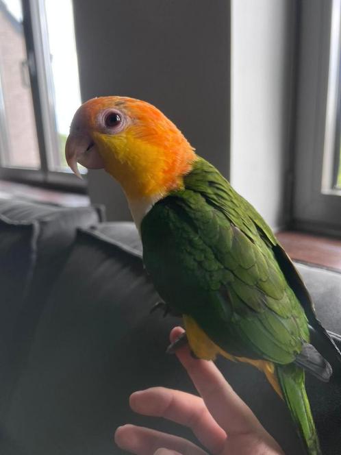 Witbuik caique 10maanden, Dieren en Toebehoren, Vogels | Parkieten en Papegaaien, Tam
