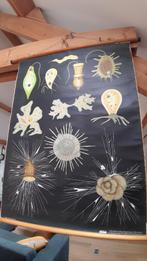 Toile didactique deco loft vintage Protozoaires, Ophalen