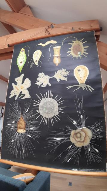 Toile didactique deco loft vintage Protozoaires beschikbaar voor biedingen