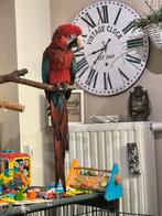 Handtamme groenvleugel ara pop, Dieren en Toebehoren, Geringd