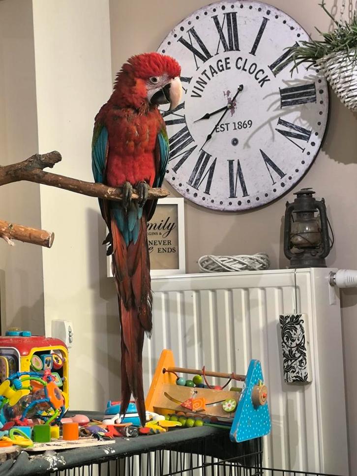 Handtamme groenvleugel ara pop, Dieren en Toebehoren, Vogels | Parkieten en Papegaaien, Geringd