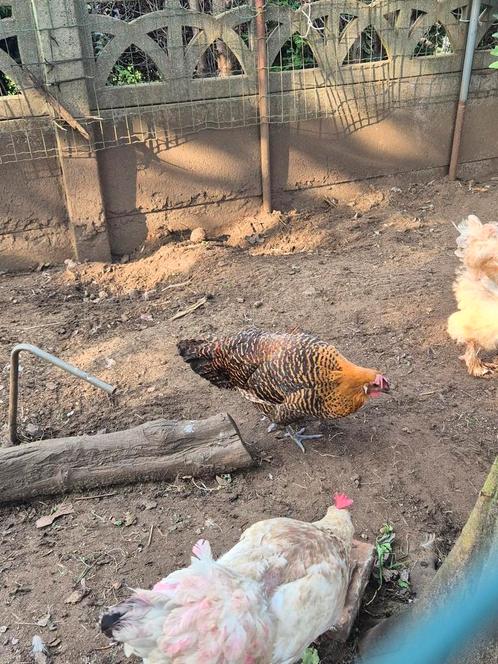 Poulets, Animaux & Accessoires, Volatiles, Poule ou poulet, Femelle