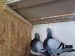 Duiven. Pigeon jiennense, Animaux & Accessoires, Animaux perdus et trouvés