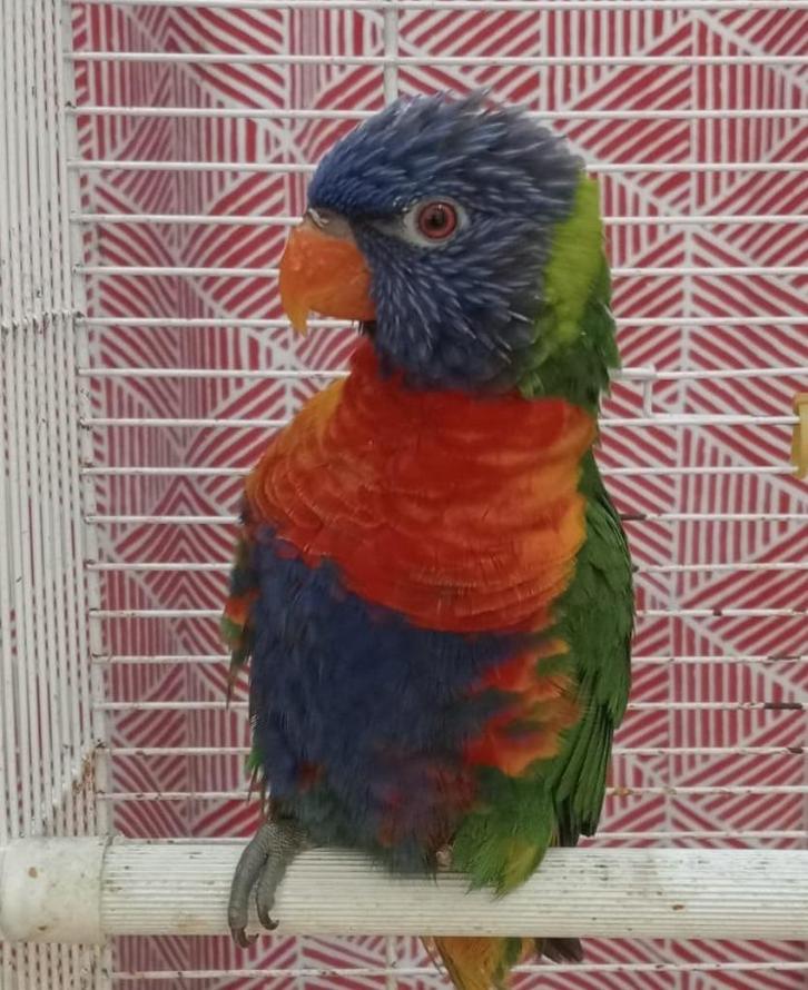 Lori met handicap, Dieren en Toebehoren, Vogels | Parkieten en Papegaaien