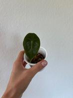 Alocasia roze draak, Huis en Inrichting, Kamerplanten, Ophalen of Verzenden