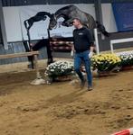 Ruin 2022 Ermitage x Voltaire, Hengst, Zadelmak