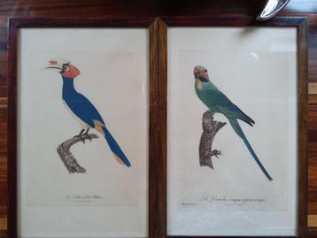 Lot de 4 lithographies d'oiseaux de J. Barrabant (1768-1809)