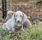 teckel pups,isabella, Dieren en Toebehoren, België, Reu, 8 tot 15 weken, Korthaar