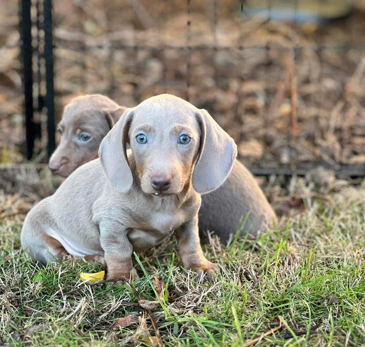 teckel pups,isabella, Dieren en Toebehoren, Honden | Teckels en Dashonden, Reu, Korthaar, Dwerg, Fokker | Professioneel, Meerdere
